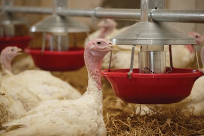 One of the bigger challenges that the turkey industry faces that contributes to a comparative higher level of antimicrobial use is there are fewer preventative medicines on the market for them. That, in turn, gives the turkey industry fewer alternatives for antibiotics.