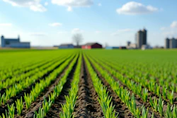 young-wheat-in-field