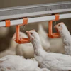Iff Danisco Animal Nutrition & Health Enviva Duo