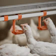 Iff Danisco Animal Nutrition & Health Enviva Duo