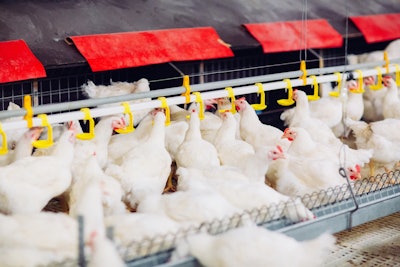 Broilers Feeding Indoors