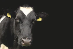 Dairy Cow Black Background Pixabay