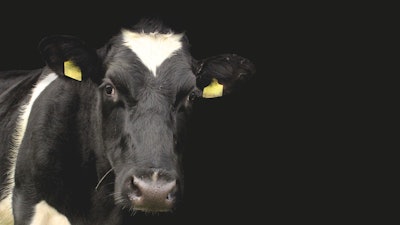 Dairy Cow Black Background Pixabay