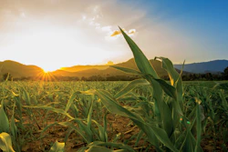 Field Sunrise