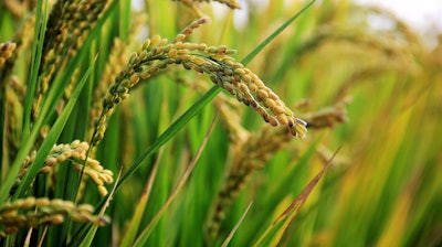 In Rice Field Pixabay