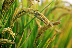 In Rice Field Pixabay