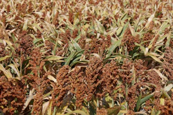 Sorghum In Field