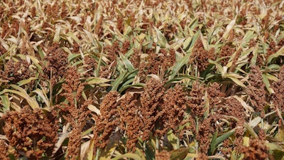 Sorghum In Field