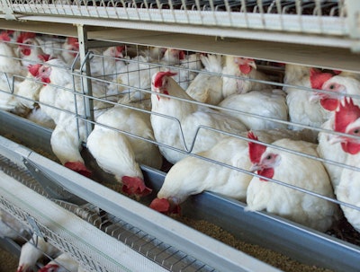 Chickens Eating From Trough