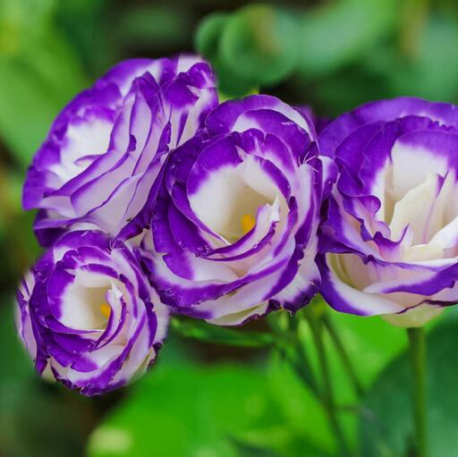 Sample20flowers 62efb28441d210