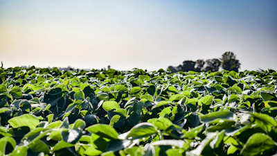 Sunny Soybean Field Growing