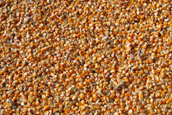 Corn 264520 1280