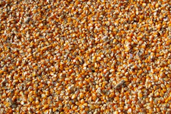 Corn Pile Closeup