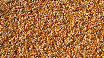 Corn Pile Closeup