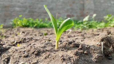 Corn Plant 6834492