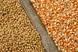 Corn Soybeans