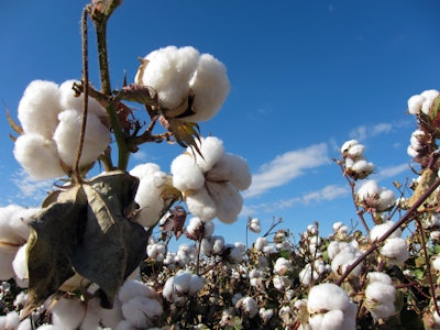 Cotton Plant