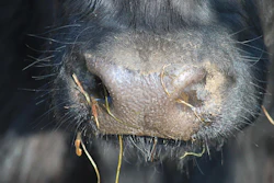Cow 287016 1280