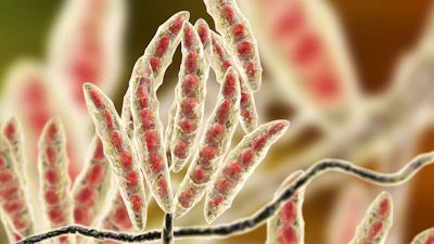 Fusarium