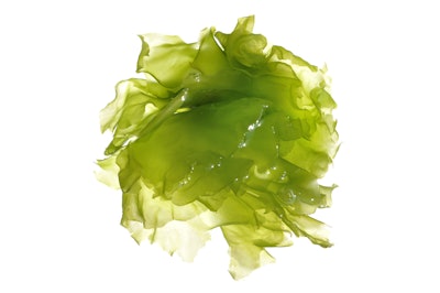 Green Algae