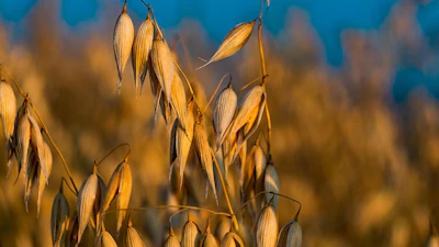 Oats Growing In Feild Pixabay
