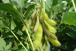 Soy Beans On Plant