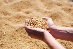 Soybeans Scouped From Pile Pixabay