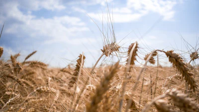 Ukraine Wheat Field