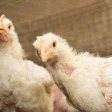 Young Broiler Chickens Closeup