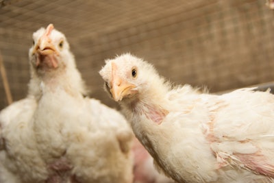 Young Broiler Chickens Closeup