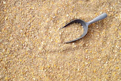 Feed Chicken Background