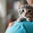 kitten at vet