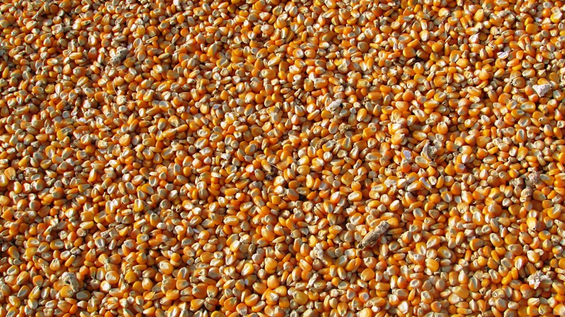 USDA reports mixed grain stocks, with wheat up and corn down | Feed & Grain