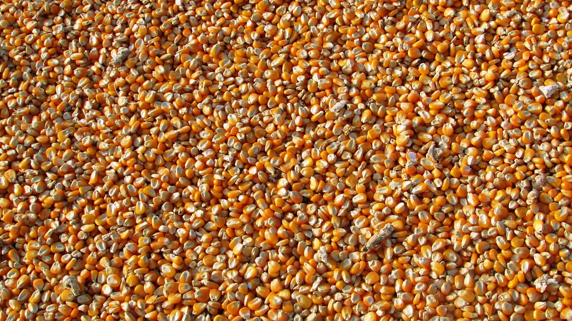 USDA reports mixed grain stocks, with wheat up and corn down | Feed & Grain