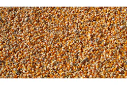 Corn 264520 1920