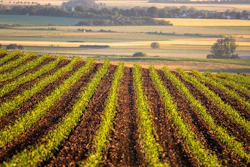 Corn Rows Field Growing Pixabay