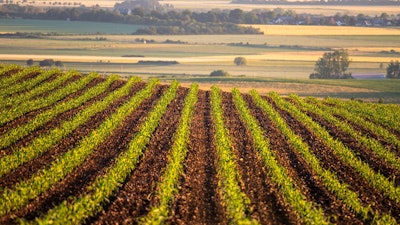 Corn Rows Field Growing Pixabay