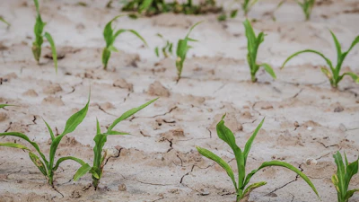 Cornfield 4240209 1280