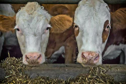 Cows Beef Fence Feed Pixabay