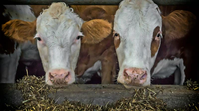Cows Beef Fence Feed Pixabay