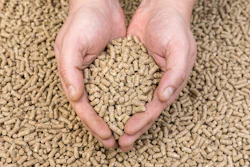 Feed Pellets In Hand