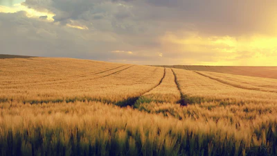 Nature Spring Grain Field