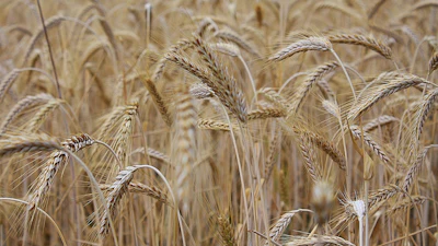 Ripe Wheat Field