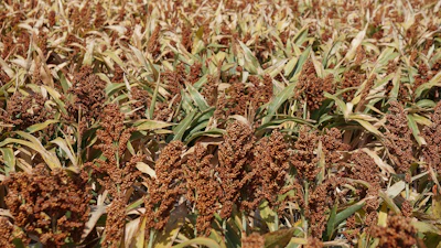 Sorghum In Field
