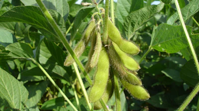 Soy Beans On Plant