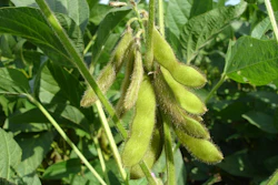 Soy Beans On Plant