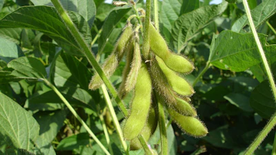 Soy Beans On Plant