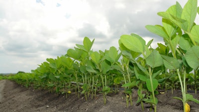 Young Soybeans In Field