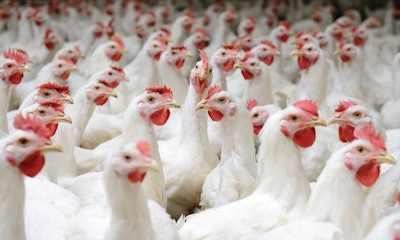 Broiler Breeders