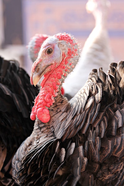 Brown Male Turkey Closeup